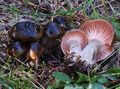 Hygrophorus camarophyllus